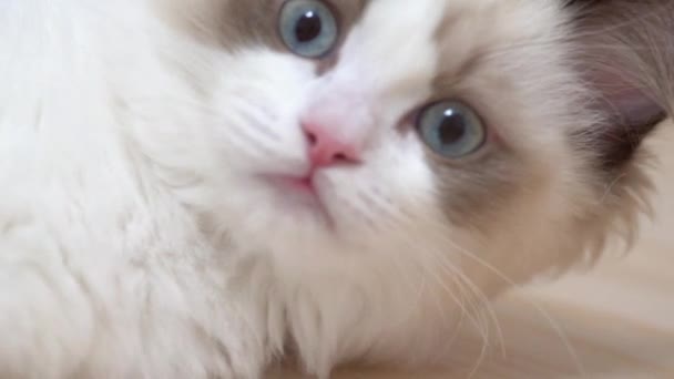 White Ragdoll Cat Sleeps Rests Wooden Floor Blurred Background Slow — Stock Video