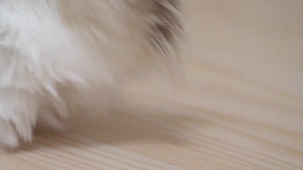 Witte Ragdoll Kat Slaapt Rust Een Houten Vloer Wazige Achtergrond — Stockvideo