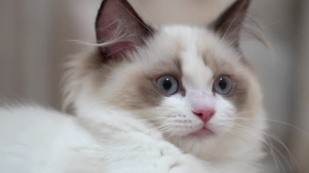 Witte Ragdoll Kat Slaapt Rust Een Houten Vloer Wazige Achtergrond — Stockvideo