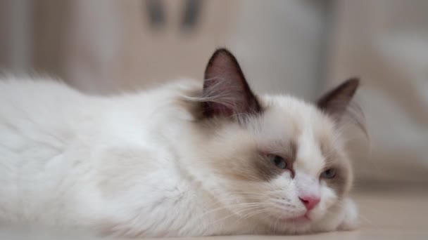 White Ragdoll Cat Sleeps Rests Wooden Floor Blurred Background Slow — Stock Video