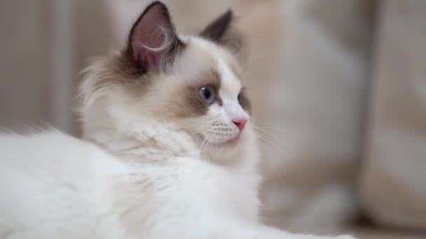 Witte Ragdoll Kat Slaapt Rust Een Houten Vloer Wazige Achtergrond — Stockvideo