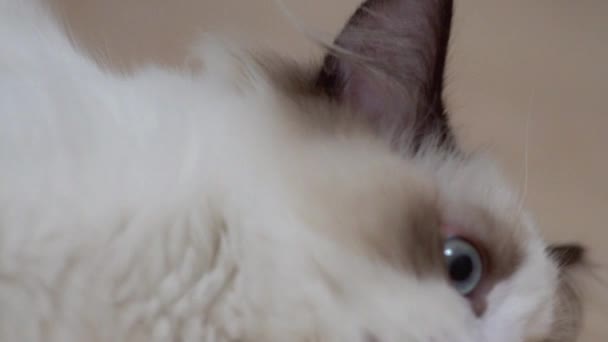 Biały Kot Ragdoll Śpi Spoczywa Drewnianej Podłodze Niewyraźne Tło Spowolnienie — Wideo stockowe