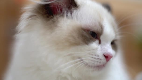 White Ragdoll Cat Sleeps Rests Wooden Floor Blurred Background Slow — Stock Video