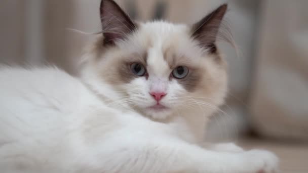 Witte Ragdoll Kat Slaapt Rust Een Houten Vloer Wazige Achtergrond — Stockvideo