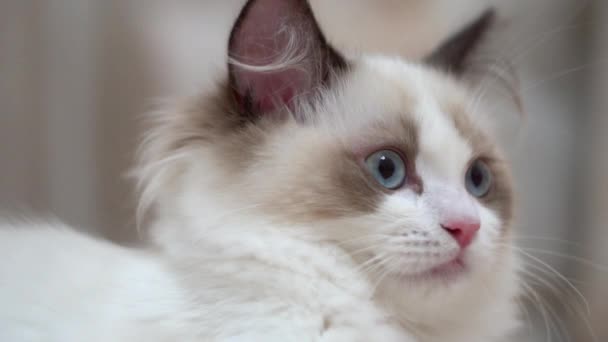 Witte Ragdoll Kat Slaapt Rust Een Houten Vloer Wazige Achtergrond — Stockvideo