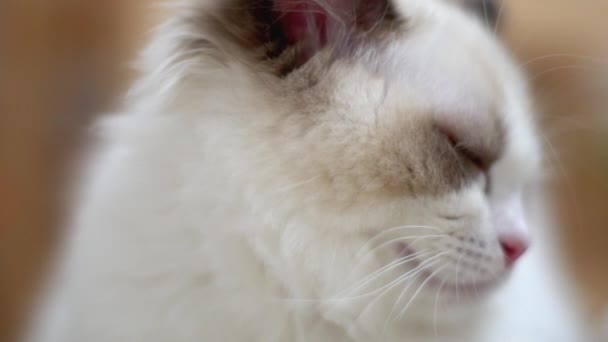 White Ragdoll Cat Sleeps Rests Wooden Floor Blurred Background Slow — Stock Video