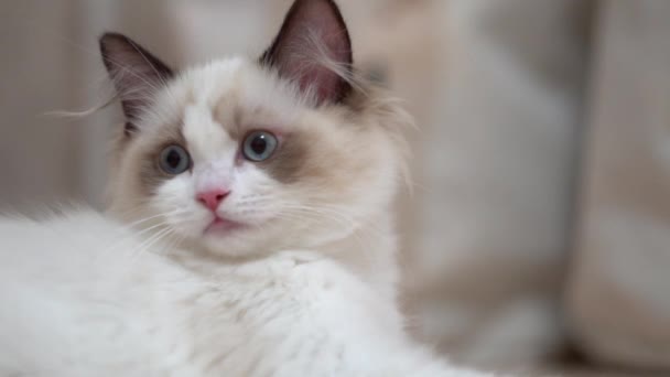 Bílá Kočka Ragdoll Spí Odpočívá Dřevěné Podlaze Rozmazané Pozadí Zpomalený — Stock video