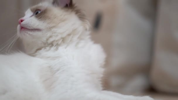 Witte Ragdoll Kat Slaapt Rust Een Houten Vloer Wazige Achtergrond — Stockvideo