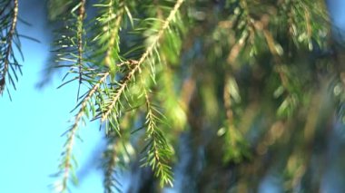 Bir yaz gününde, çiçeklerin rüzgarında yavaşça dalgalanıyor..