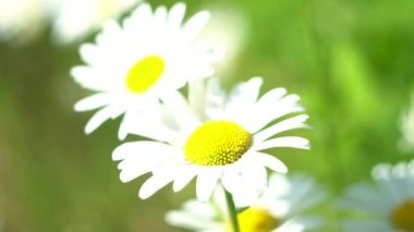 Çiçekler ve bitkilerin arasında, doğada sıcak bir yaz. Temiz hava. Yaban arıları ve arılar.