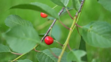 Doğada sıcak bir yaz, çiçekler ve bitkilerin arasında. 