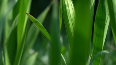 Çiçekler ve bitkilerin arasında, doğada sıcak bir yaz. Temiz hava. Yaban arıları ve arılar. 