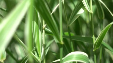 Bir yaz gününde, çiçeklerin rüzgarında yavaşça dalgalanıyor..