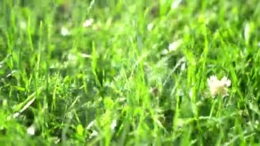 Doğada sıcak bir yaz, çiçekler ve bitkilerin arasında. 