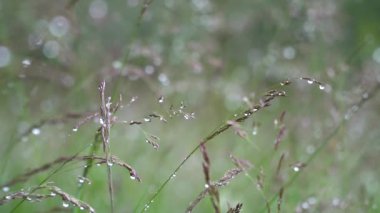 Yağmur sonrası çimenlik yaz tarlası. Çimenlere yağmur damlaları