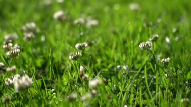 Doğada sıcak bir yaz, çiçekler ve bitkilerin arasında. 