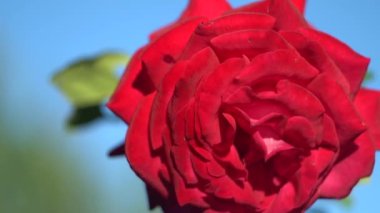 Bir yaz gününde, çiçeklerin rüzgarında yavaşça dalgalanıyor..