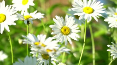 Bir yaz gününde, çiçeklerin rüzgarında yavaşça dalgalanıyor..