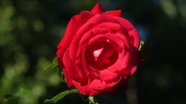 Bir yaz gününde, çiçeklerin rüzgarında yavaşça dalgalanıyor..