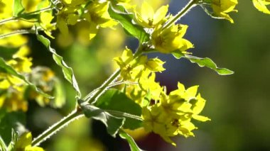 Bir yaz gününde, çiçeklerin rüzgarında yavaşça dalgalanıyor..