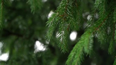 Ladin dalları rüzgarda yavaşça sallanıyor. Yağmurdan sonra firavun dalları. Düşen yağmur damlaları ve güneş ışınları köknar dallarında yol alırlar..