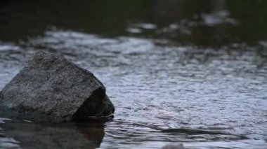 Büyük bir nehrin yavaşça yüzen dalgaları. Yağmurlu bir günde su yüzeyinde eşikler, taşlar ve dalgalar. Yağmurda köprüde balık tutarken