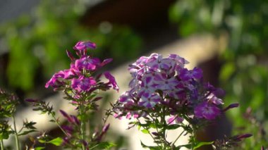 Bir yaz gününde, çiçeklerin rüzgarında yavaşça dalgalanıyor..