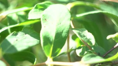 Çiçekler ve bitkilerin arasında, doğada sıcak bir yaz. Temiz hava. Yaban arıları ve arılar.