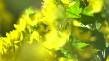 Çiçekler ve bitkilerin arasında, doğada sıcak bir yaz. Temiz hava. Yaban arıları ve arılar.