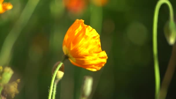 夏の日に花の風にゆっくりと手を振る — ストック動画