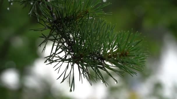 Branches Spruce Slowly Sway Wind Fir Branches Rain Falling Raindrops — Stock Video