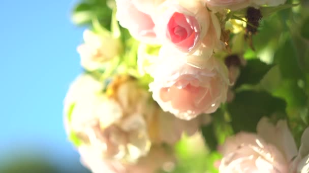 Slow Waving Wind Flowers Summer Day — Stock Video