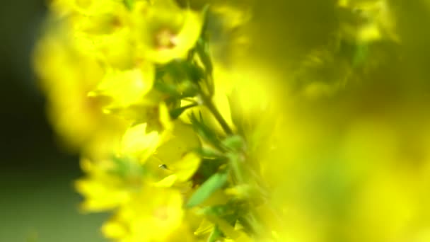 Verano Caluroso Naturaleza Entre Flores Hierbas Aire Fresco Abejas Abejas — Vídeo de stock