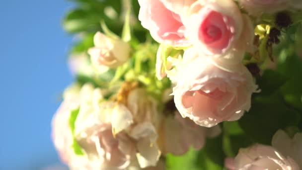 Agitando Lentamente Viento Las Flores Día Verano — Vídeos de Stock