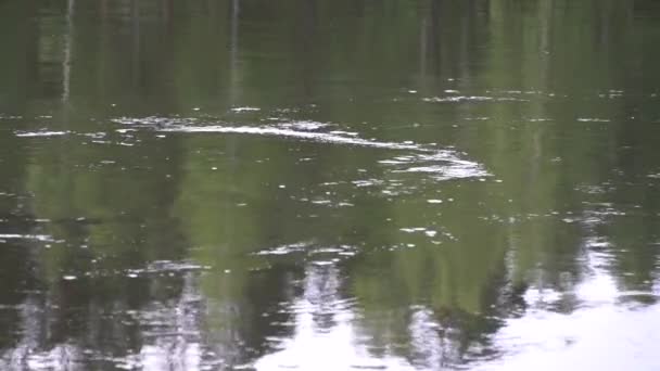 Ondas Lentamente Flutuantes Grande Rio Limiares Pedras Ondulações Superfície Água — Vídeo de Stock