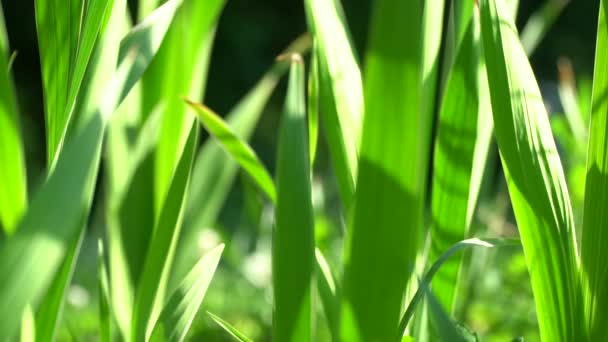 Été Chaud Dans Nature Parmi Les Fleurs Les Herbes Air — Video