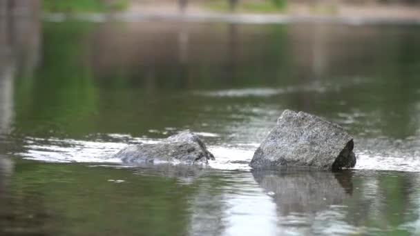 Lentement Flotter Vagues Une Grande Rivière Seuils Pierres Ondulations Surface — Video