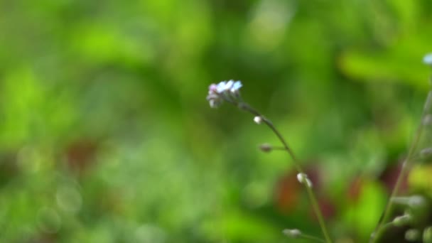 Estate Calda Natura Tra Fiori Erbe Aromatiche Aria Fresca Bumblebee — Video Stock