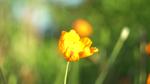 Ondeggiando Lentamente Nel Vento Dei Fiori Giorno Estate — Video Stock