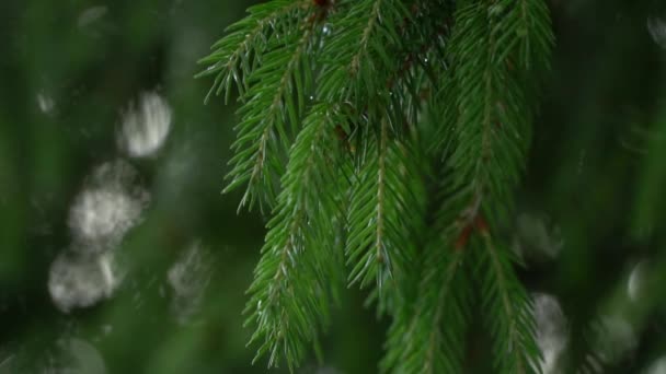 云杉的枝条在风中慢慢摇曳 雨后枞树分枝 落下来的雨滴和太阳光穿过冷杉的枝条 — 图库视频影像
