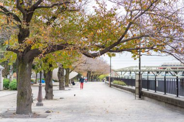 Tokyo, Japonya - 19 Kasım 2018: Kiraz çiçekleri boyunca Sumida nehirde Tsukuda Park Tobu Skytree hattı tren arka planda
