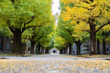 Tokyo, Japonya - 20 Kasım 2018: Ginkgo sarı yaprakları Tokyo Üniversitesi içinde Road