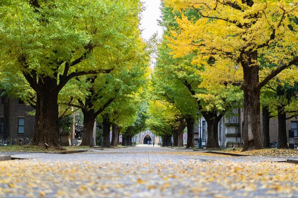 TOKYO, JAPAN - November 20, 2018: Ginkgo yellow leaves at the road inside the University of Tokyo