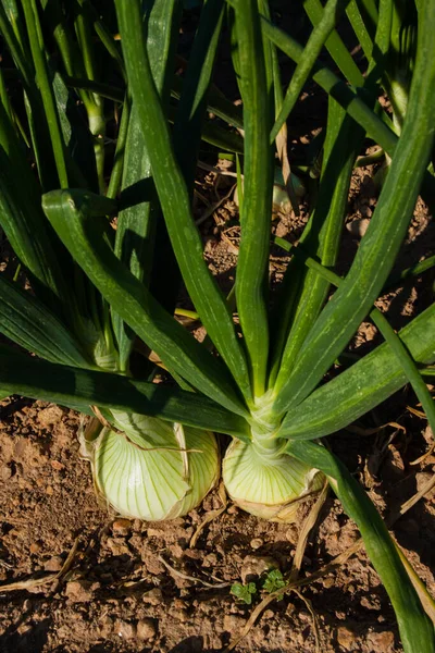 Grüne Zwiebeln Gemüsegarten — Stockfoto