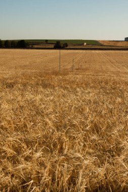 Gün batımında tarım manzarası. Hay tepeleri