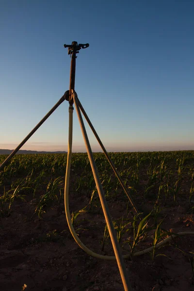 Bewässerungsregner Einem Zwiebelfeld Sommersonnenuntergang — Stockfoto