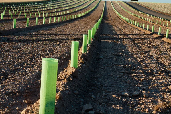 Junge Weinbergsplantage Mit Geschützten Pflanzen — Stockfoto