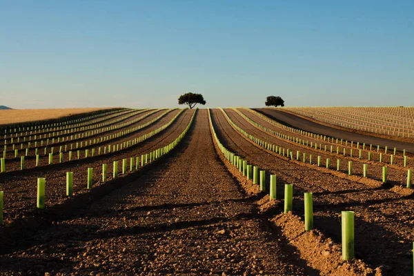 Plantación Viñedos Jóvenes Con Plantas Protegidas Encinas Punto Fuga — Foto de Stock