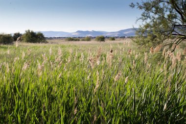 Açık bir günde nehir bitkisi manzarası. Reed..