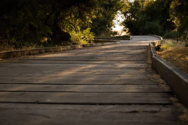 Wooden walkway in the middle of nature. Accessibility. Tablas de Daimiel National Park. Spain.
